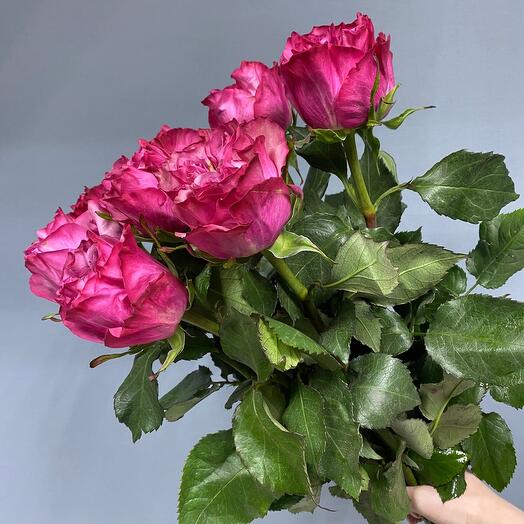 Peony-shaped roses 7pcs 70cm
