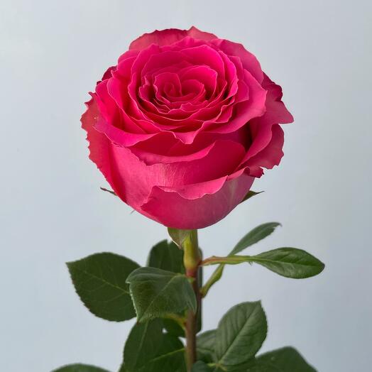 Роза ярко-розовая