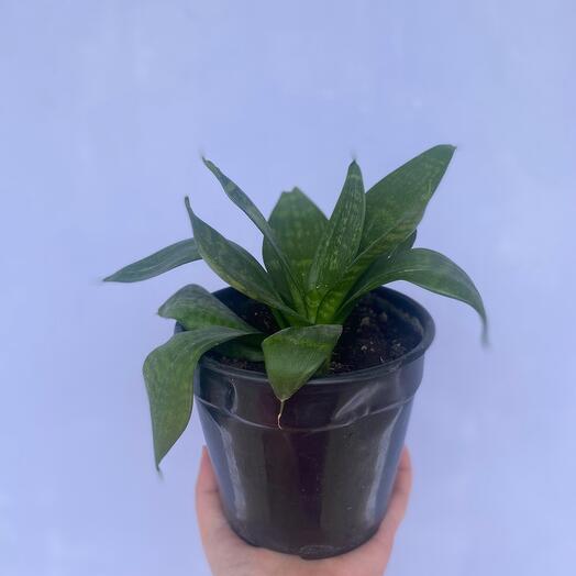 Sansevieria em vaso