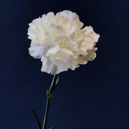 White carnation (dianthus)