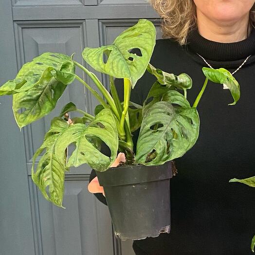 Planta de interior Monstera Manki