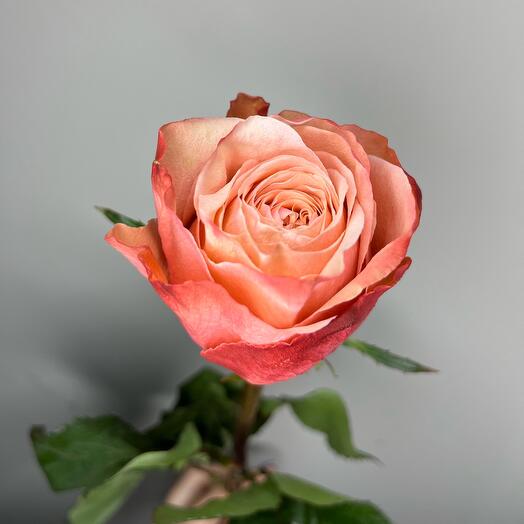 Роза Эквадор 60 см (сорт: Кахала)