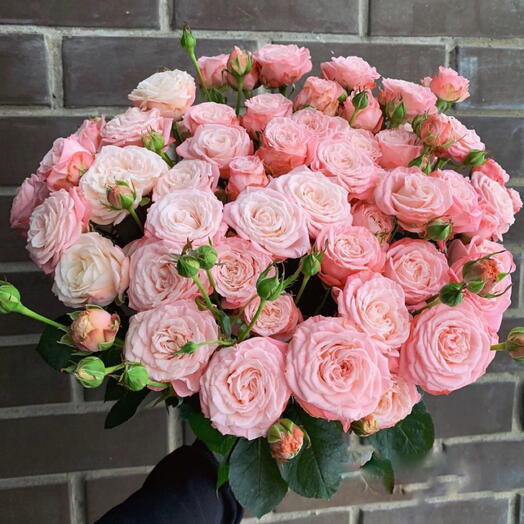 Rosas de peonía de arbusto BOMBASTIC