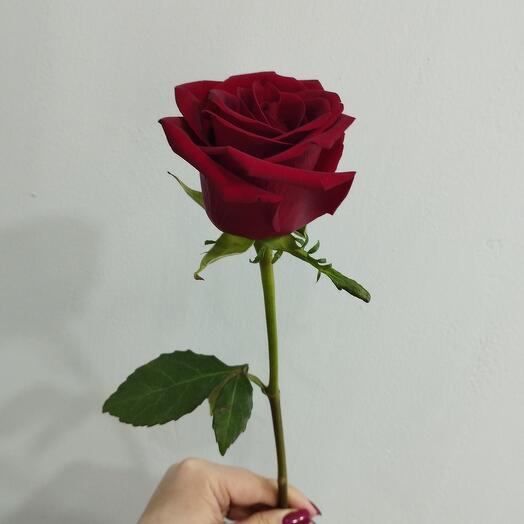 Роза красная Эквадор 60 см