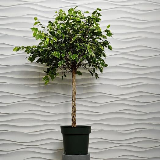 Комнатные пальмы, купить в Москве по цене 1390 руб домашнюю пальму ...