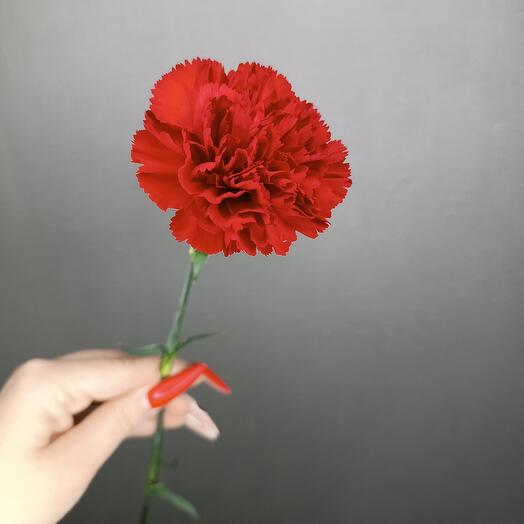 Гвоздика красная