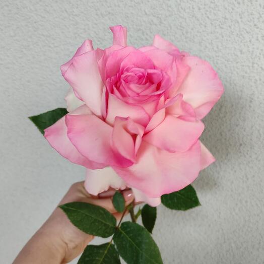 Французская роза