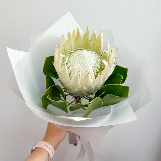 Белая Протея Luxury Flowers