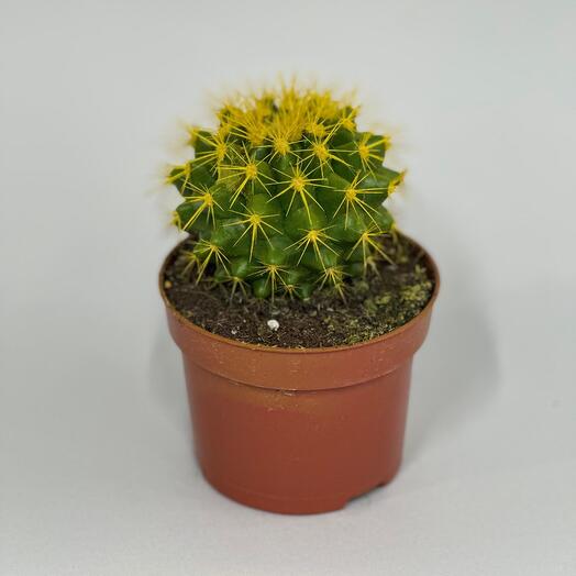Эхинокактус желтый