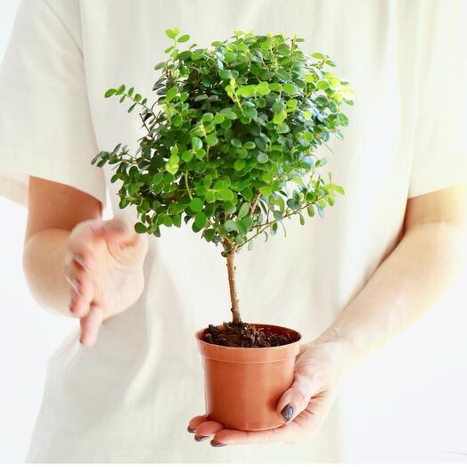 Бонсай Мирсина М