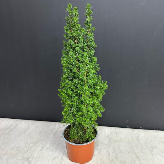 Indoor plant