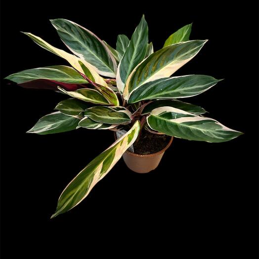 Calathea Triostar