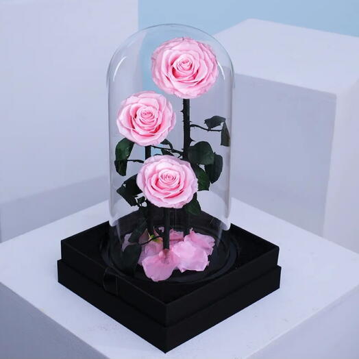 Trio Pink Infinity Rose