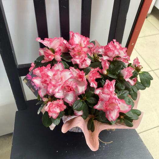 Азалия цветная