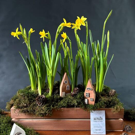 Поляна нарциссов