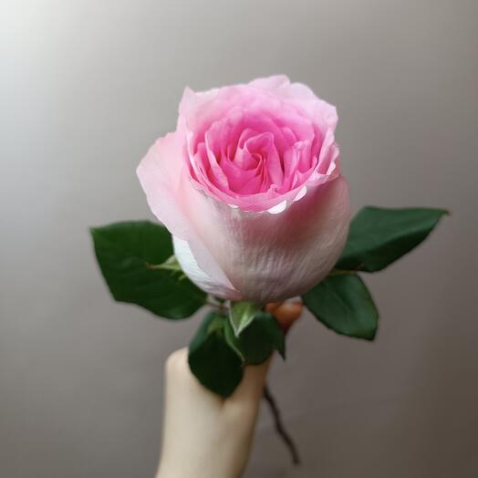 Рожева троянда" Mandala " Еквадор