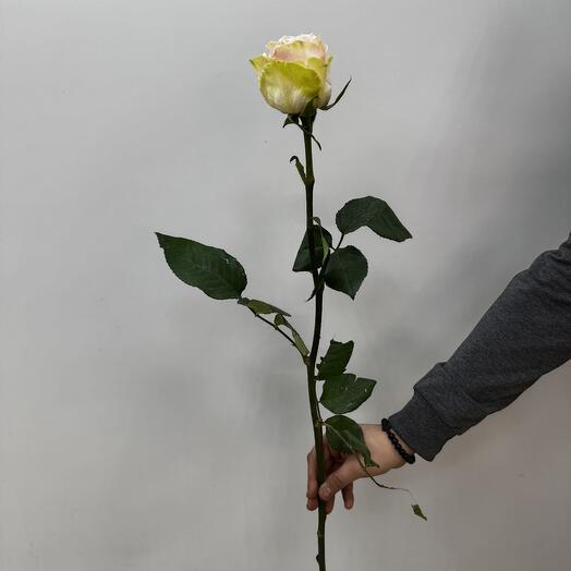 Роза эквадор 70 см пинкфлоид