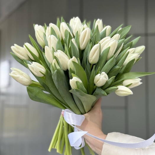 White tulips 35szt