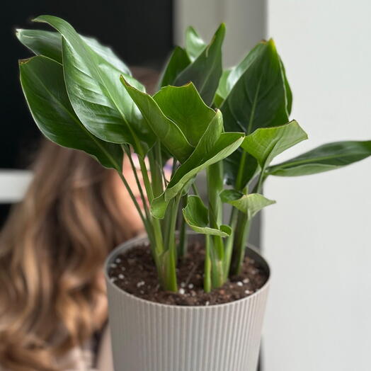 Стрелиция ( пересаженная в кашпо)