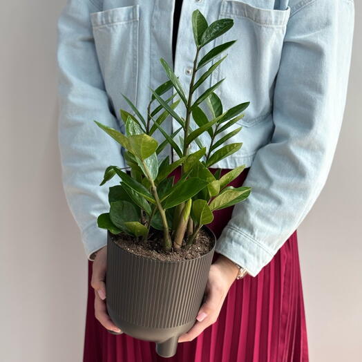 Замиокулькас пересаженный в кашпо