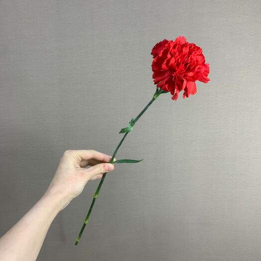 Гвоздика красная