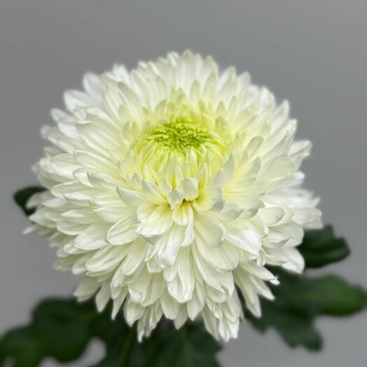 One-headed chrysanthemum