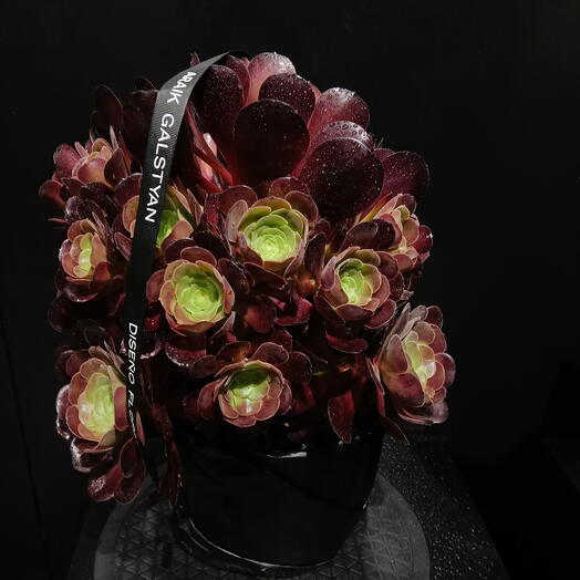 Aeonium