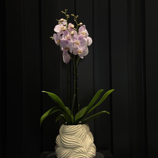 Orquidea en Maceta Escultorica de Ceramica