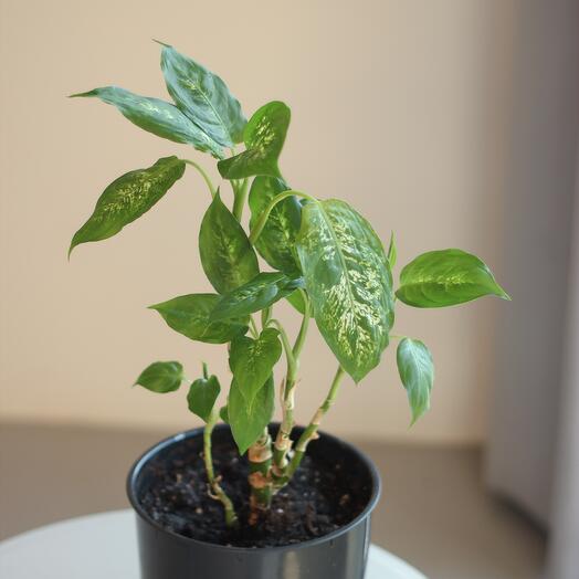 Диффенбахия