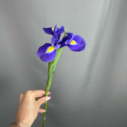 Ирис синий 💙