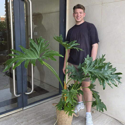 Philodendron selloum
