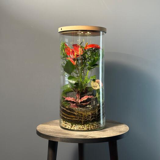 Флорариум цветущий Флостон lux с подсветкой