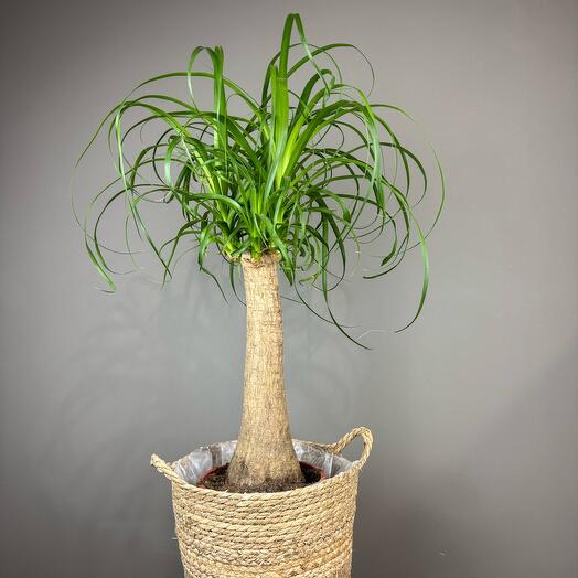 Нолина в плетеной корзине🌿