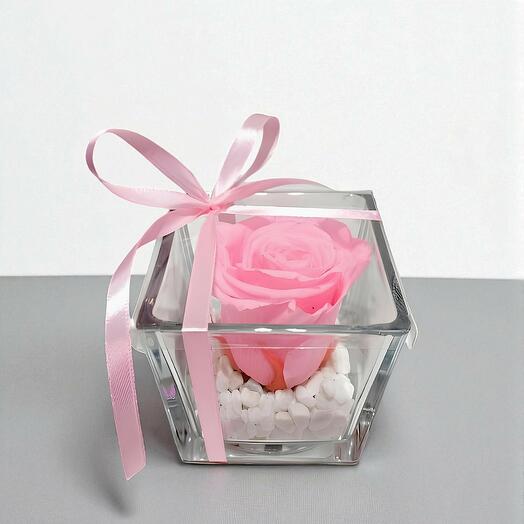 Rosa preservada rosa