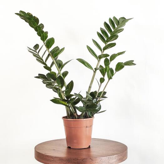 Замиокулькас большой