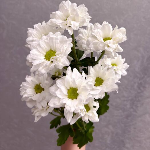 Chrysanthemum bush