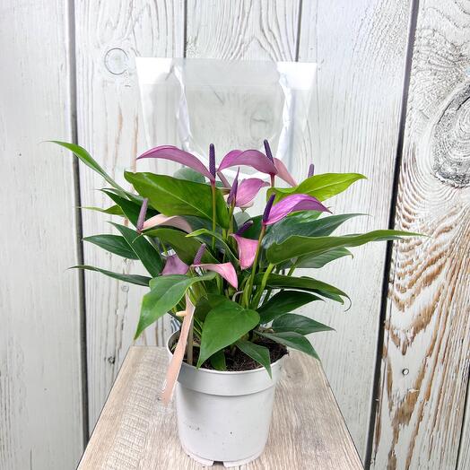 Антуриум Зизу в подарочной упаковке