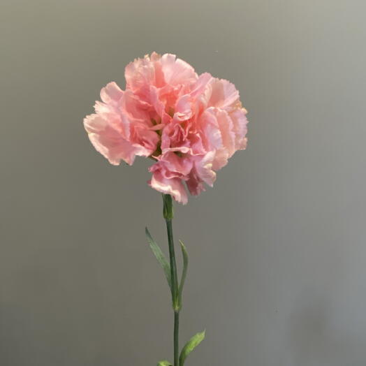 I FIORI