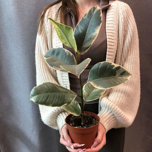 Фикус эластика