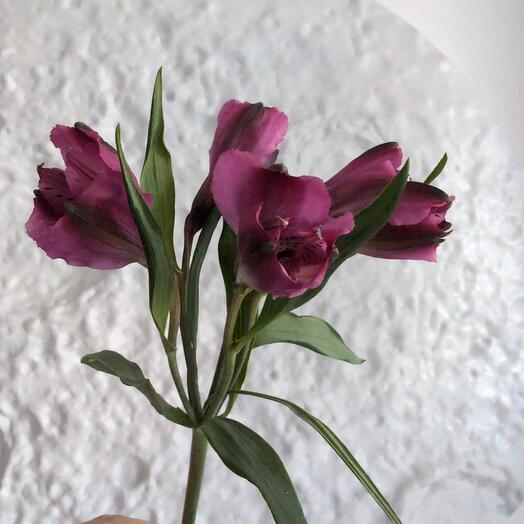 Альстромерия