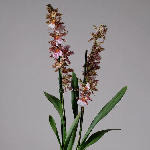 Фаленопсис