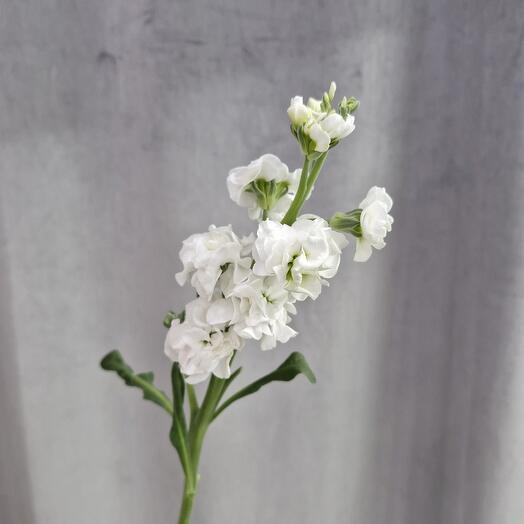 Ароматная маттиола