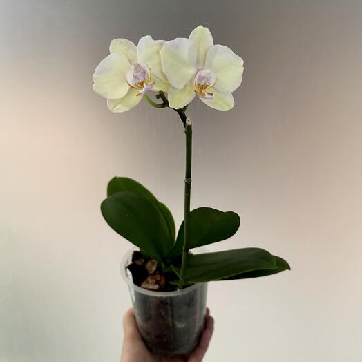 Фаленопсис сорт тестовый (цветёт)