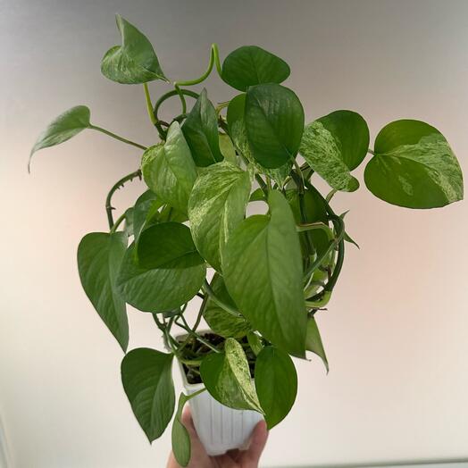 Сциндапсус Марбл Квин Marble Queen