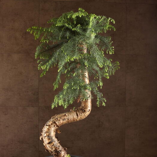 Бонсай Араукария 120/40