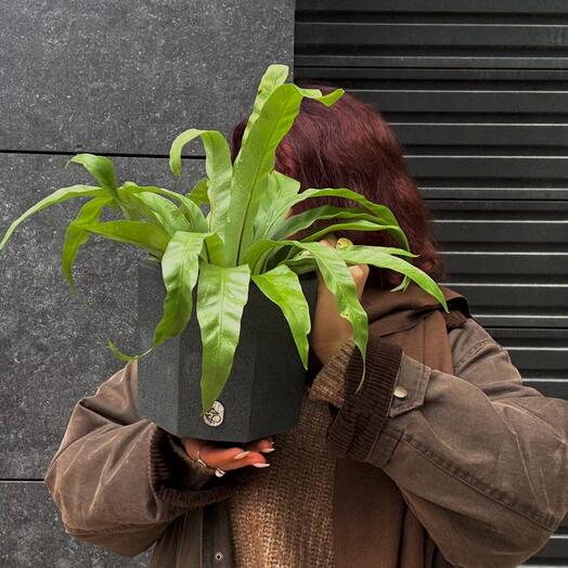 Комнатное растение папоротник