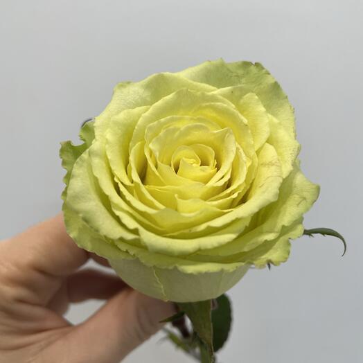 Роза лимонад «Лимонад»