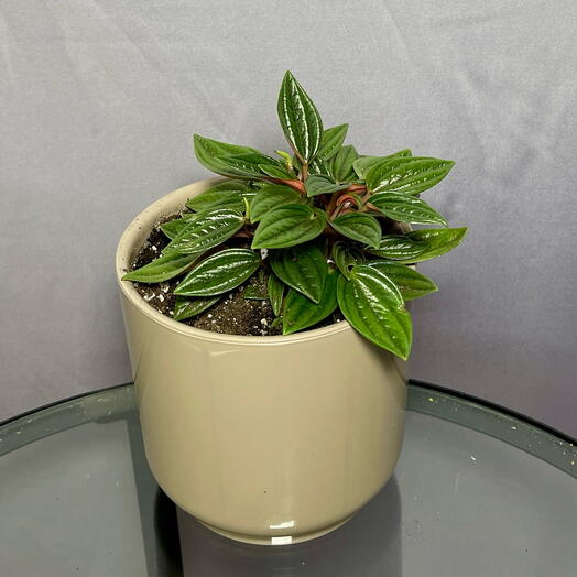 Пеперомия Каперата Россо в стильном кашпо