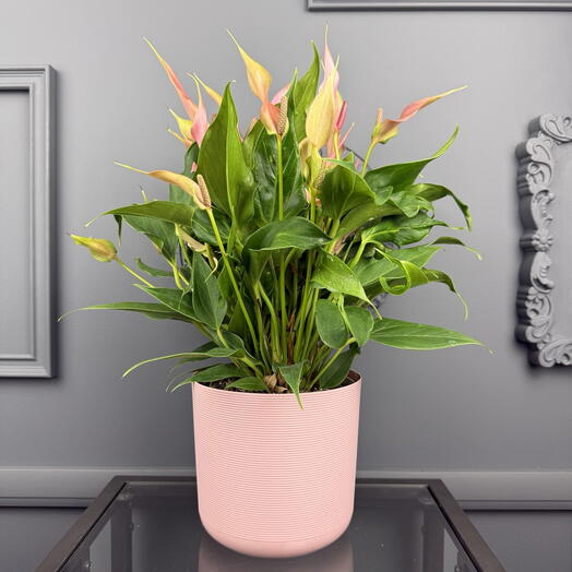 Антуриум нежно розовый в кашпо D 16 Высота 45 см