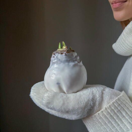 Амариллис белый